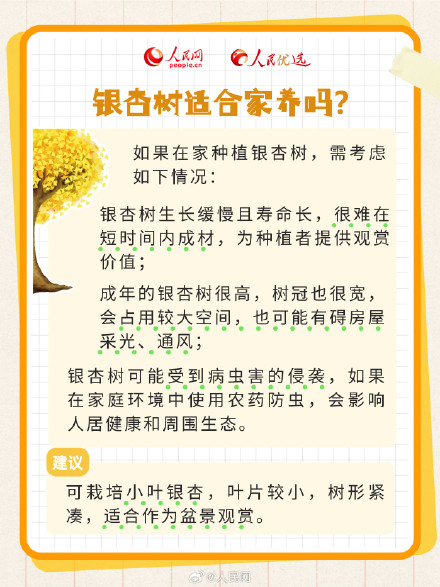 拍照超级出片的秋季限定银杏树，你了解多少？