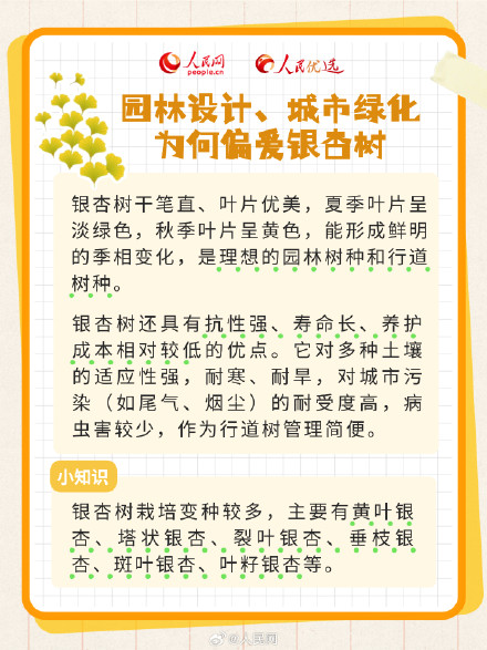 拍照超级出片的秋季限定银杏树，你了解多少？